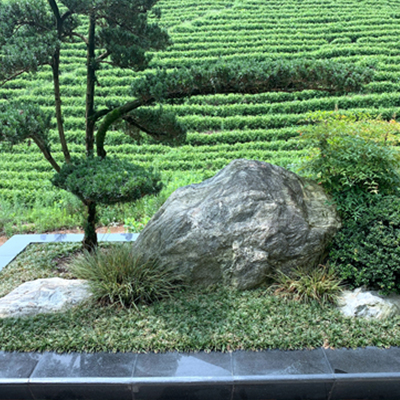 杉树林定制