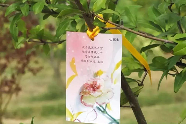 心愿卡 心愿卡