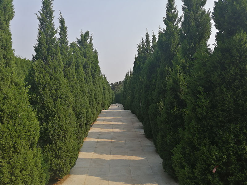 1675908712475745.jpg 小路.jpg