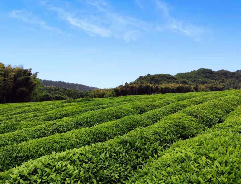 茶树葬，小型艺术墓.jpg